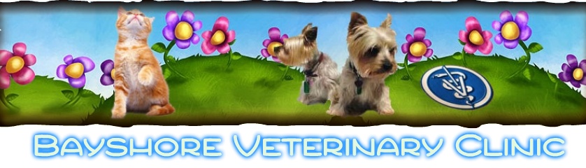 Distemper - Canine and Feline Disease :: Bayshore Veterinary Clinic